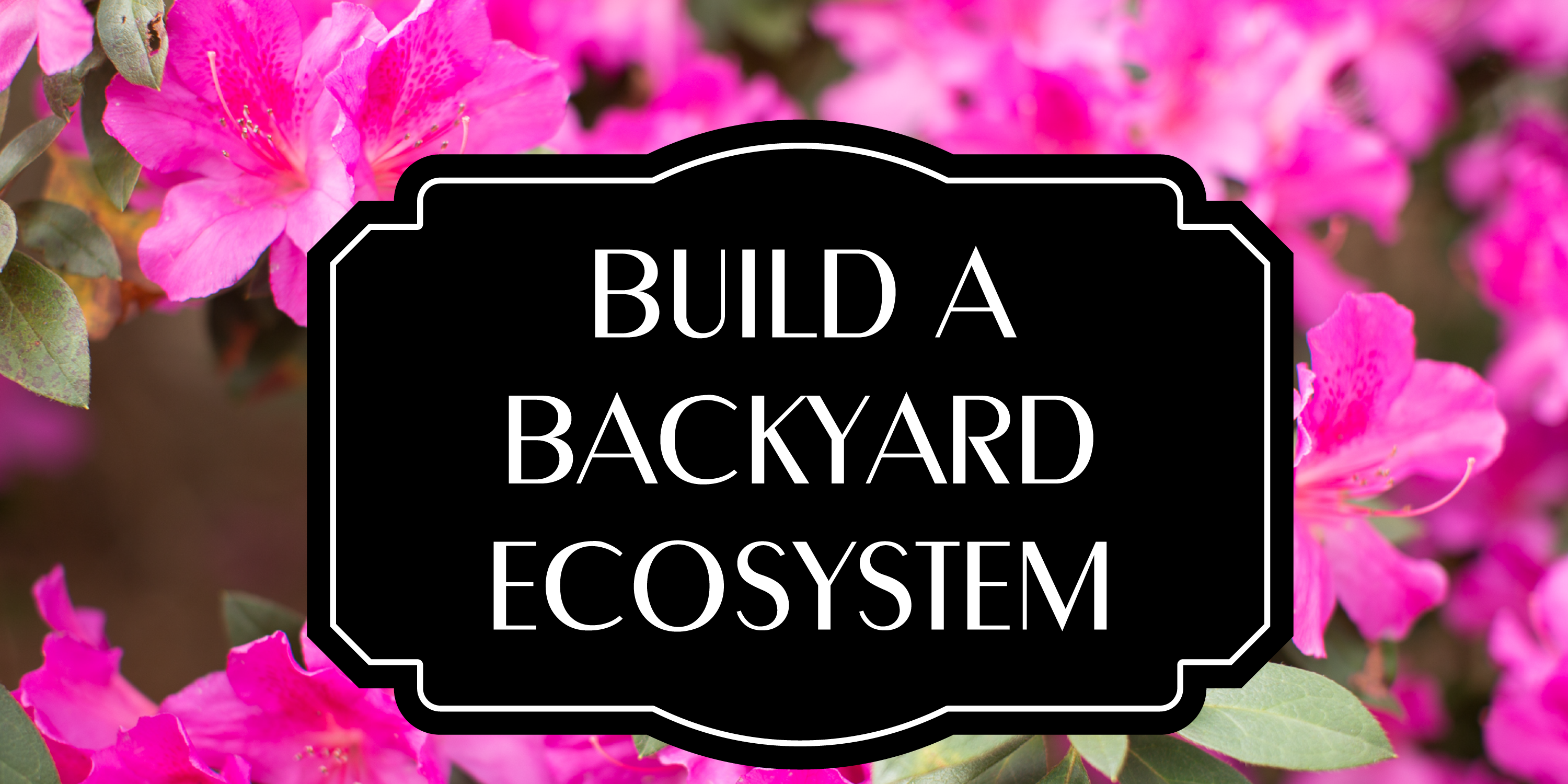 Build a Backyard Ecosystem