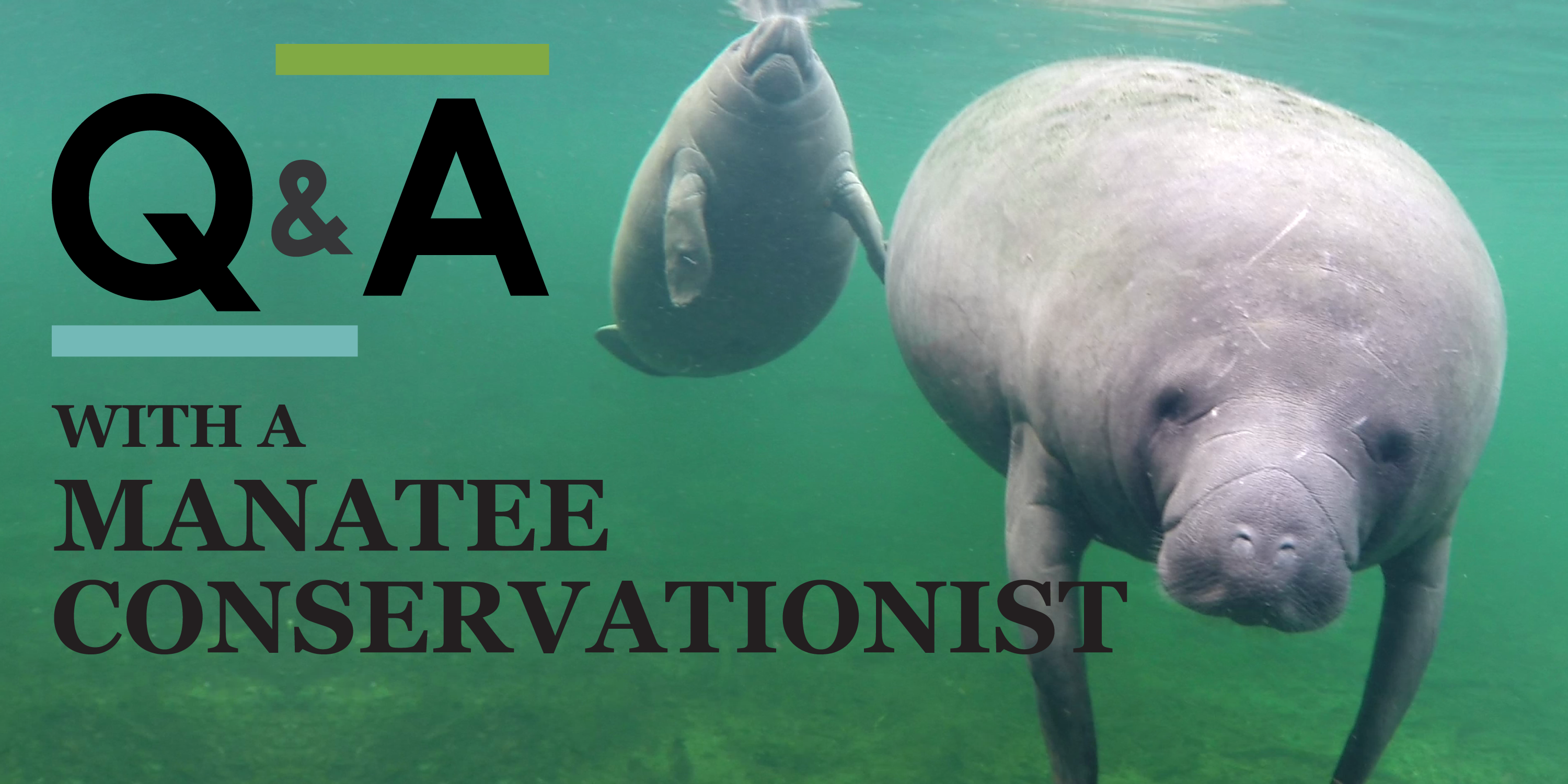 Q&A with a Manatee Conservationist