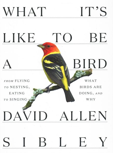 Cover art for What it's like to be a bird : from flying to nesting
