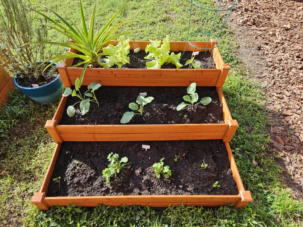 A raised garden bed with green plants